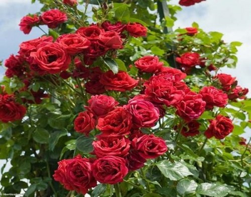 1.-rosa-sort-sympathie