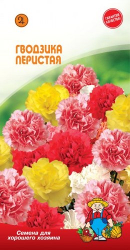 ГВОЗДИКА ПЕРИСТАЯ