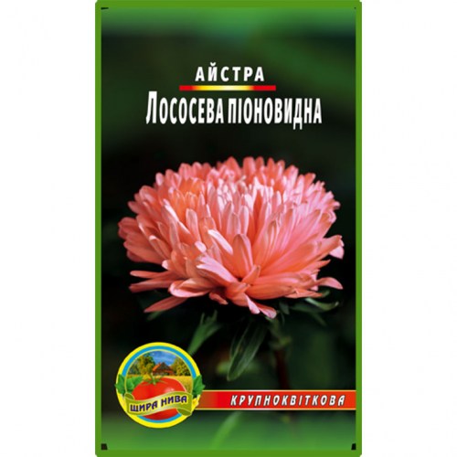 Астра піоноподібна Лососева