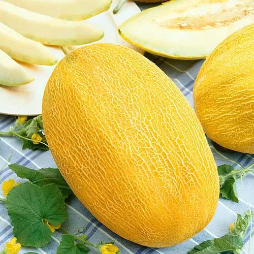 dynya-ananas
