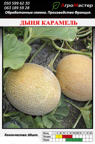 Дыня Карамель