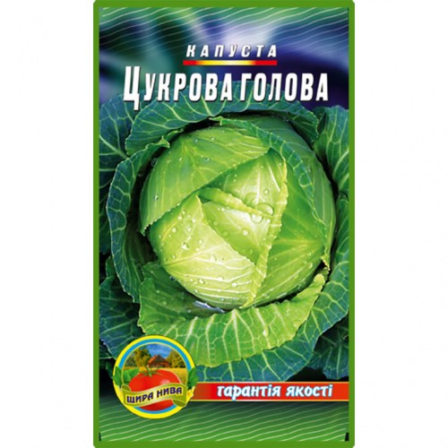 kapusta-tsukrova-holova