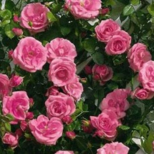 lawinia1-228x228