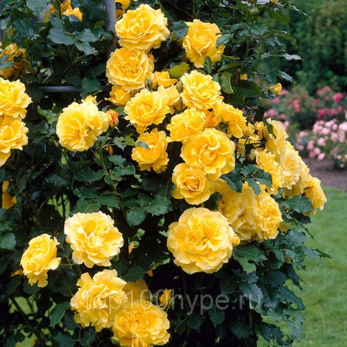roza-pletistaya-golden