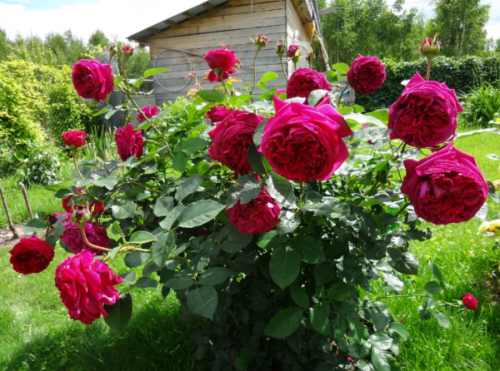 Роза Фальстаф